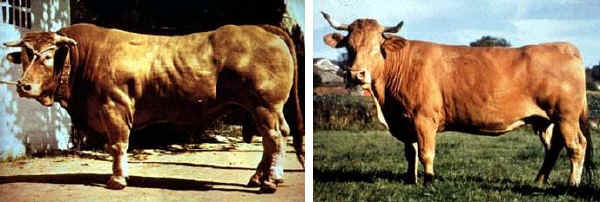 Toro e vacca di razza Rubia Gallega tradizionale