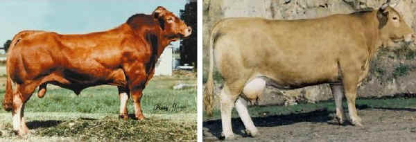 Toro e vacca di razza Rubia Gallega migliorata