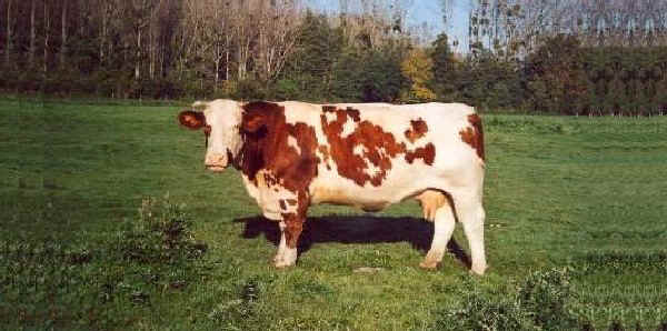 Vacca di razza Saosnoise