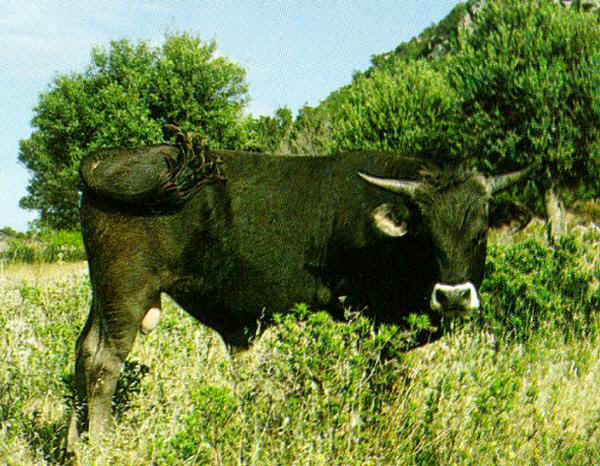 Toro di razza Sarda