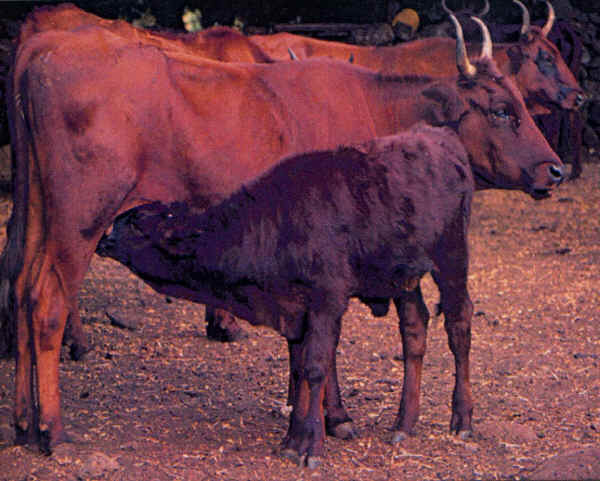 Vacca di razza Sardo-Modicana