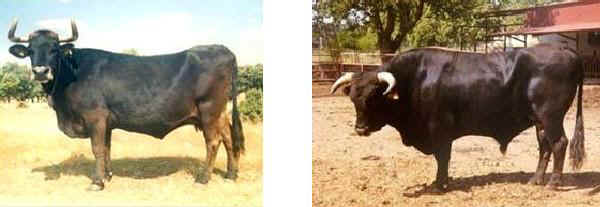 Vacca e toro di razza Sayaguesa