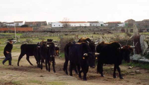 Vacche di razza Sayaguesa