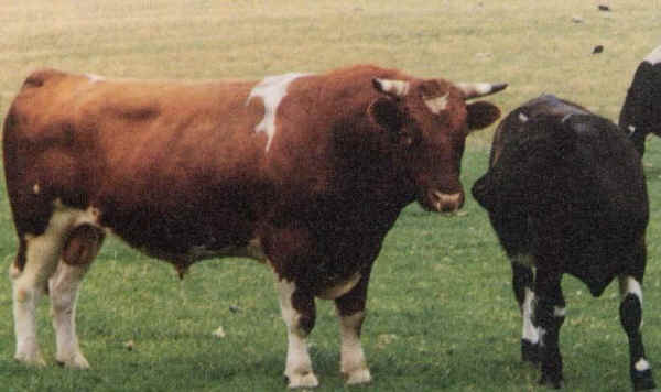 Toro di razza Shetland pezzato rosso