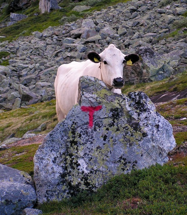 Sidet Trønderfe og Nordlandsfe