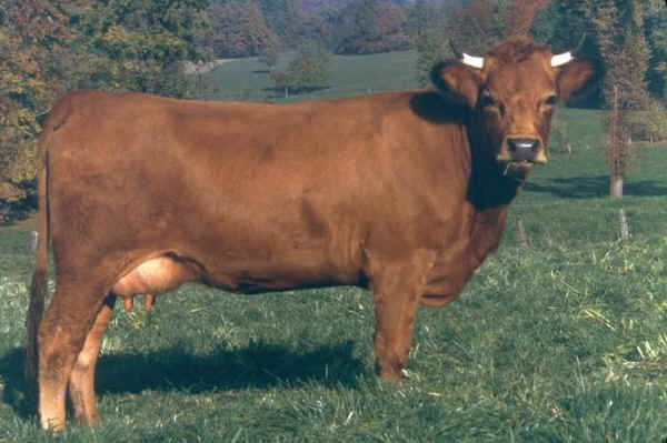 Vacca di razza Tarentaise