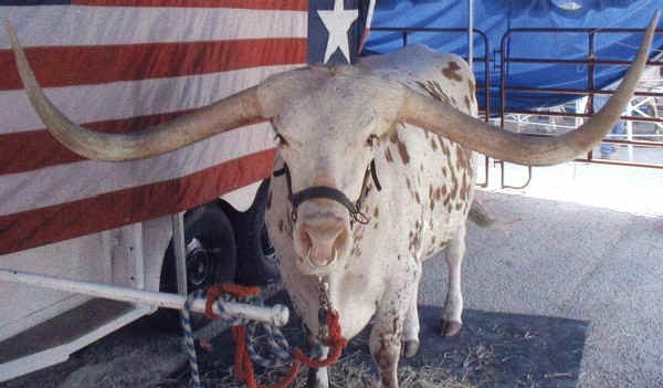 Texas Longhorn