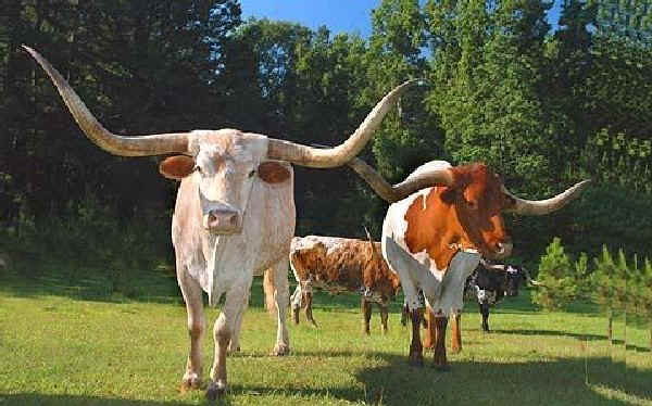 Vacche di razza Texas Longhorn