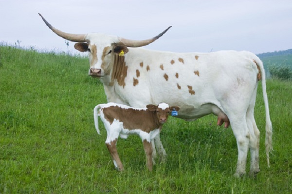 Texas Longhorn