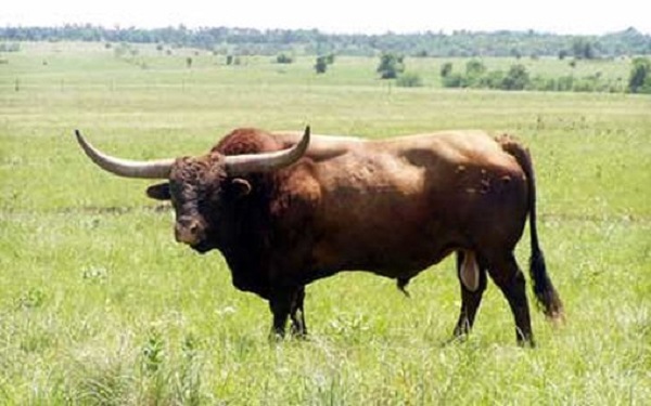 Vacche di razza Texas Longhorn