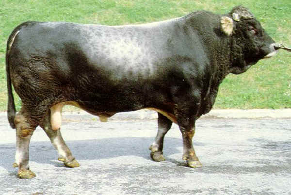 Toro di razza Tiroler Grauvieh