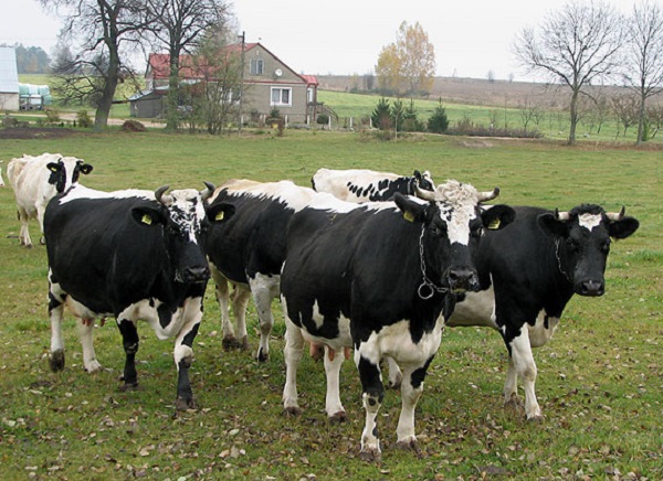 Vacca dal dorso bianco