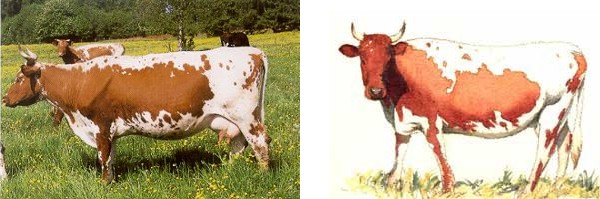 Vacche di razza Vane o Väneko