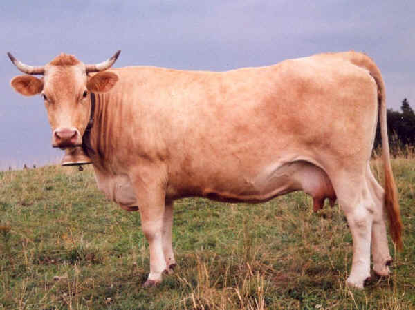 Vacca di razza Villard de Lans (foto Laurent Avon - Institut de l'Elevage)