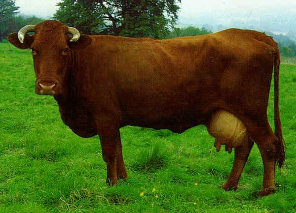 Vacca di razza Vogelsberger Rotvieh (Rotes Hohenvieh)