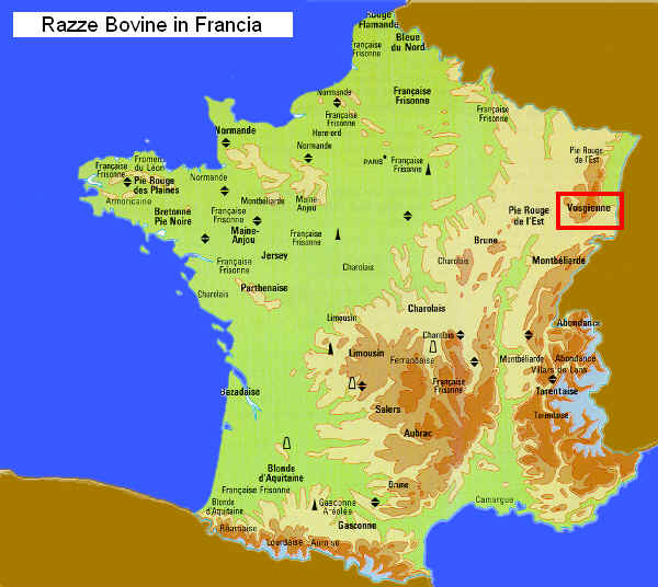 Zona di allevamento della razza Vosgienne  in Francia