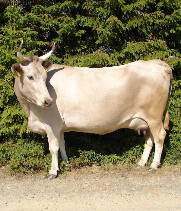 Vacca di razza Western Fjord