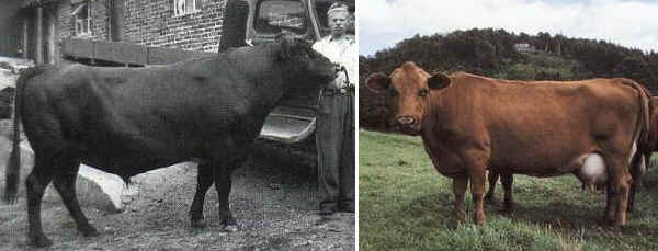 Toro e vacca di razza Western Red Polled