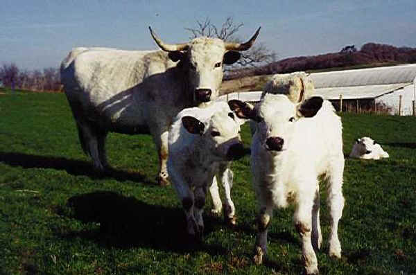 Vacca con vitelli di razza White Park