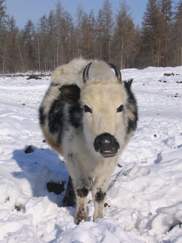 Razza Yakutian