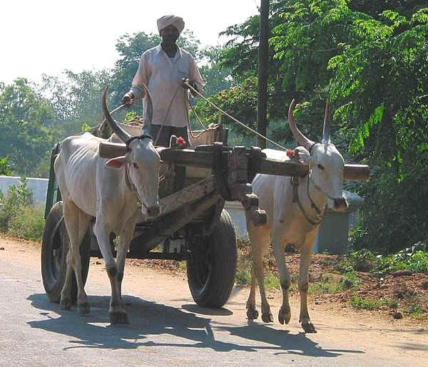 Zebu' di razza Amrit Mahal Mysore