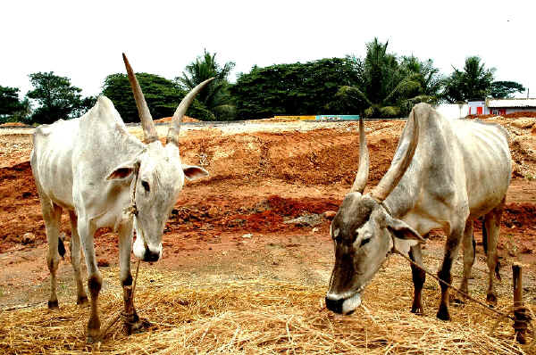 Zebu' femmina di razza Amrit Mahal Mysore