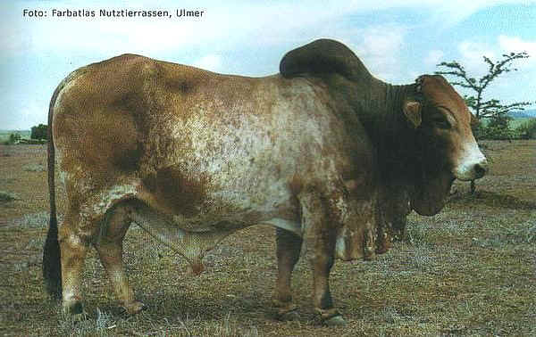 Zebu' maschio di razza Boran