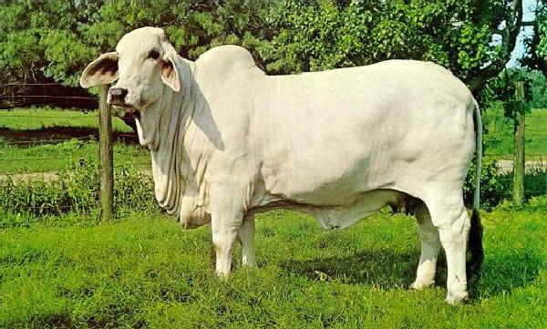 Zebu' femmina di razza Brahma