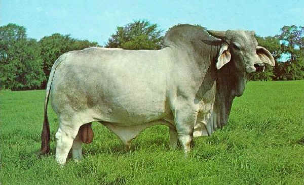 Zebu' maschio di razza Brahma