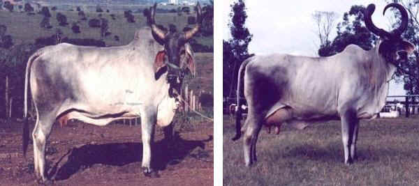 Zebu' di razza Guzerat