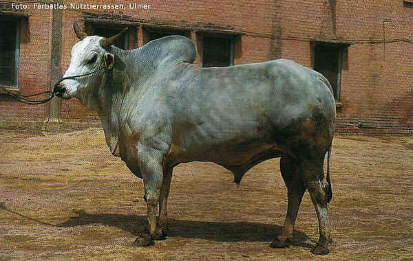 Zebu' di razza Hariana