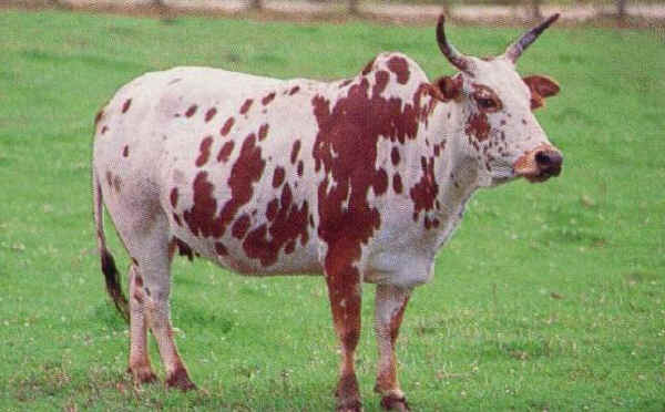 Zebu' Nano femmina (Zwerg Zebu)