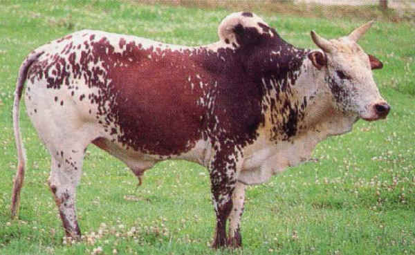 Zebu' Nano maschio (Zwerg Zebu)