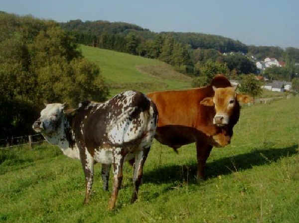 Zebu' Nani (Zwerg Zebu)