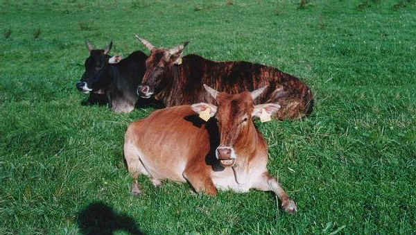 Zebu' Nani (Zwerg Zebu)