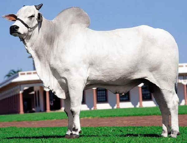 Zebu' di razza Nellore