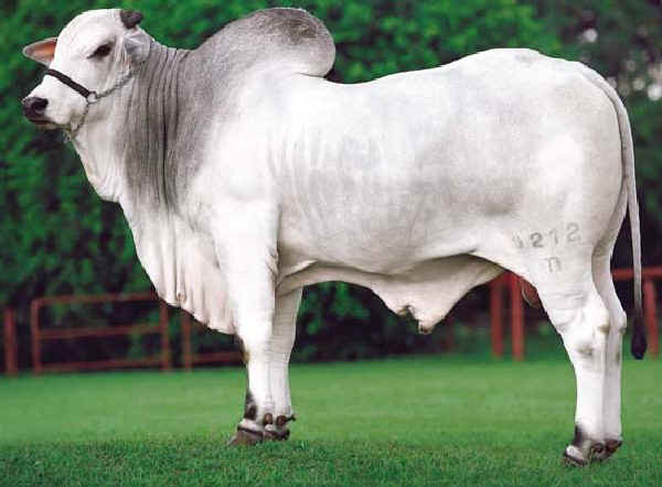 Zebu' di razza Nellore