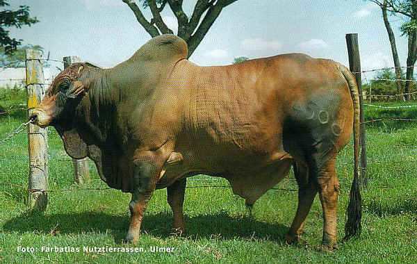 Zebu' maschio di razza Sahival