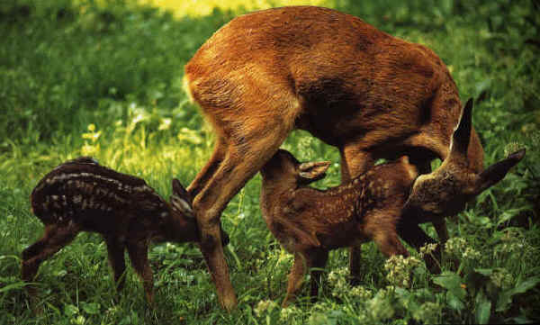 Capriolo femmina con cuccioli - Capreolus capreolus