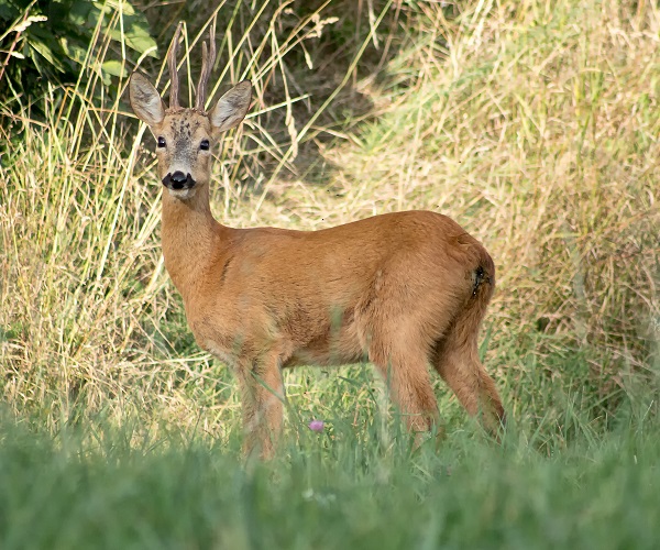 Capriolo femmina con cuccioli - Capreolus capreolus