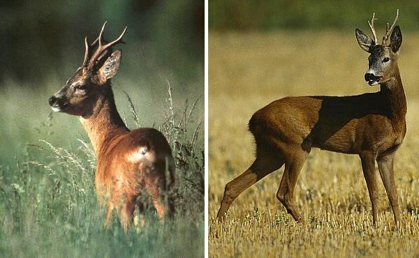 Capriolo maschio - Capreolus capreolus