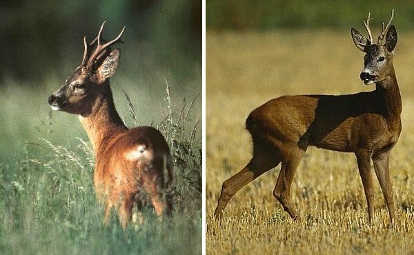 Capriolo maschio - Capreolus capreolus