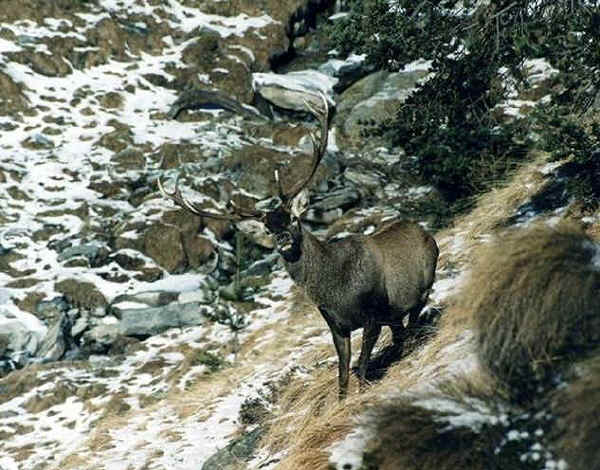 Cervo europeo continentale - Cervus elaphus hippelaphus