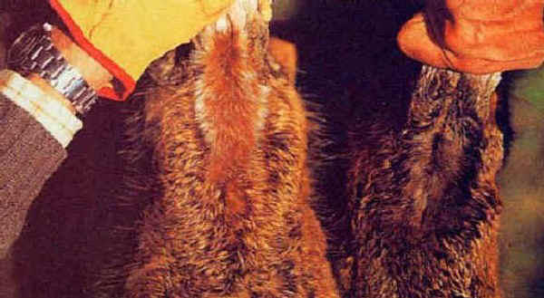 Nuca e della parte dorsale del collo nella lepre europea (sinistra) e nella lepre italica (destra) 