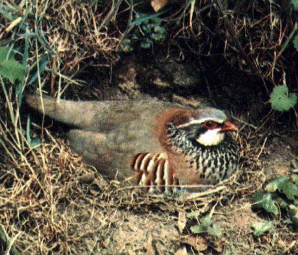 Pernice rossa in cova - Alectoris rufa