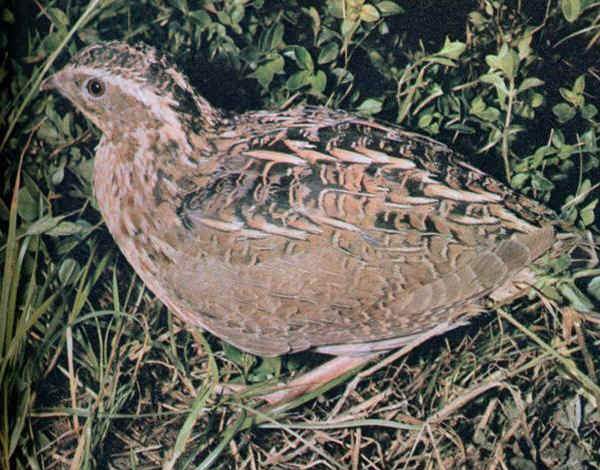 Quaglia europea maschio - Coturnix coturnix