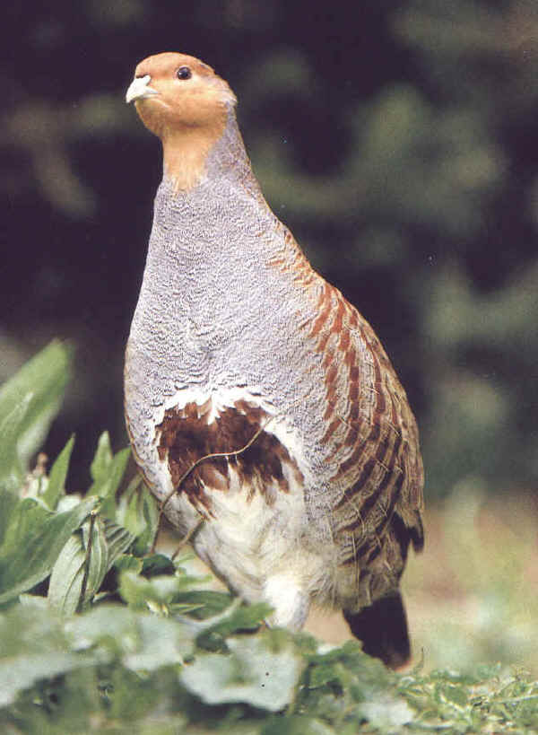 Starna - Perdix perdix