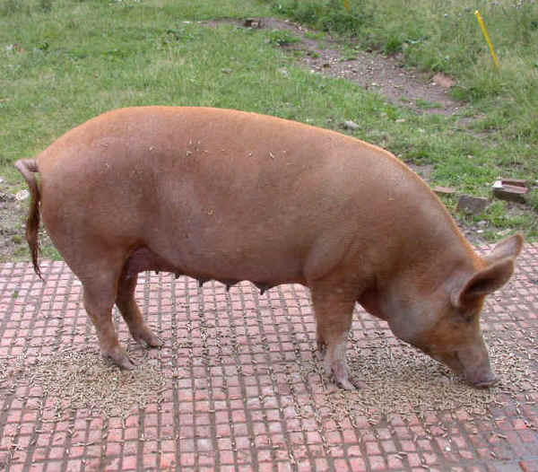 Scrofa di razza Tamworth