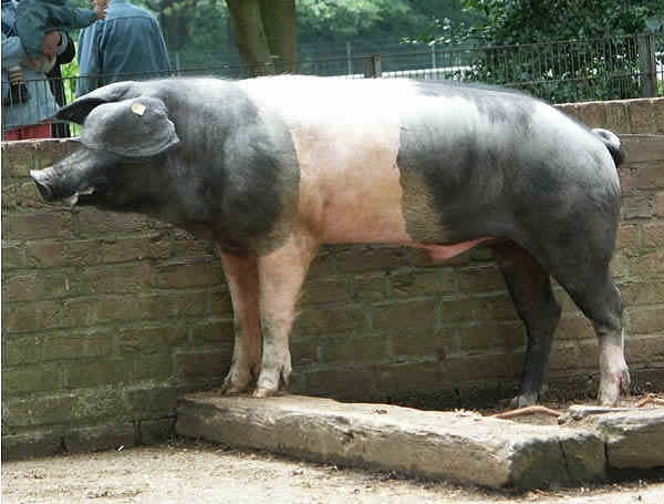 Angeln Sattelschwein (o Angler Sattelschwein)