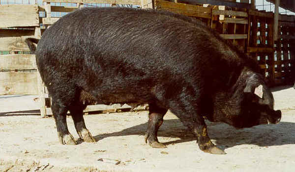 Scrofa di razza Calabrese